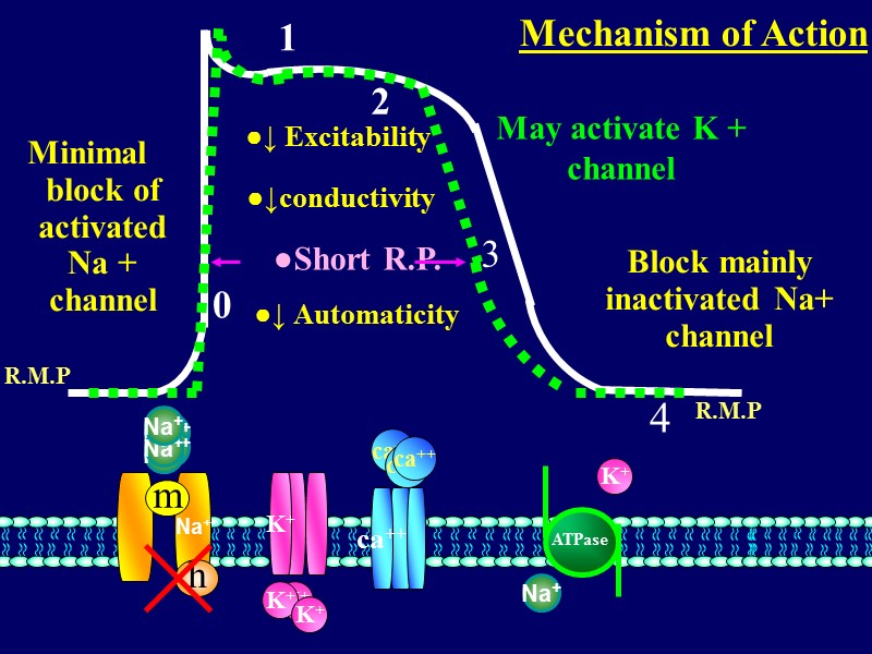 0  1 2 3   4 Na+ ATPase  R.M.P Na+ m
